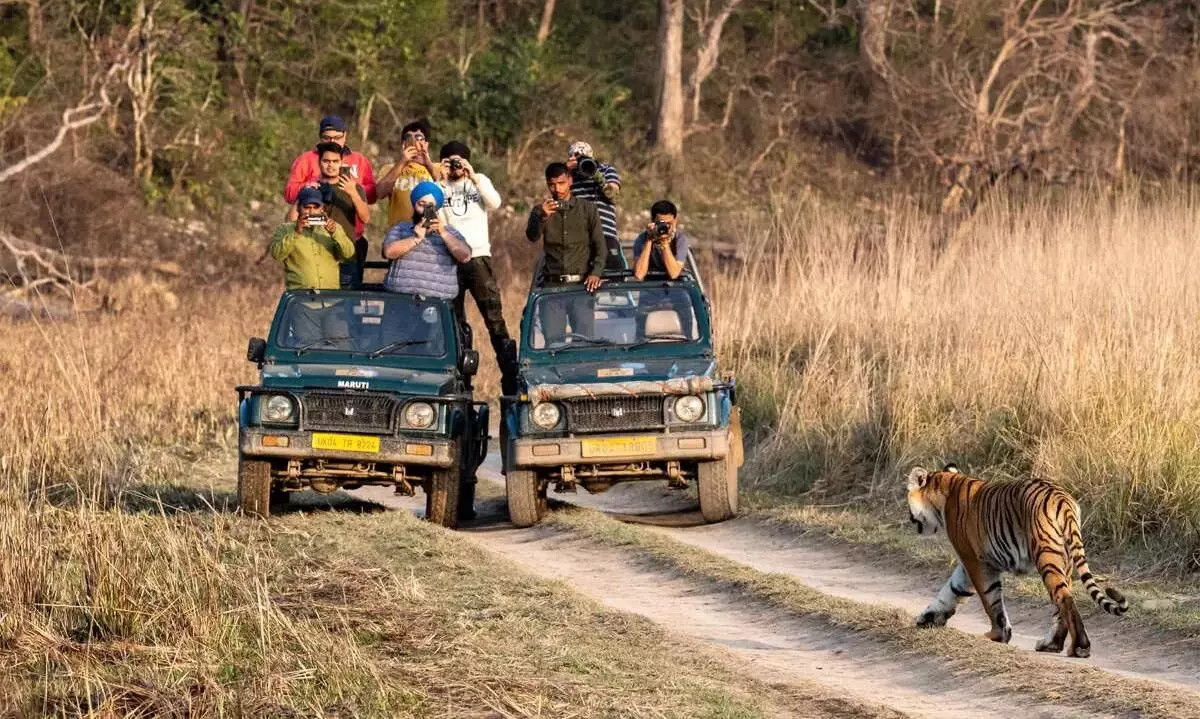 कॉर्बेट टाइगर रिजर्व : शिकारियों द्वारा बाघिन को घायल करने का मामला, प्रमुख सचिव ने दिए जांच के आदेश