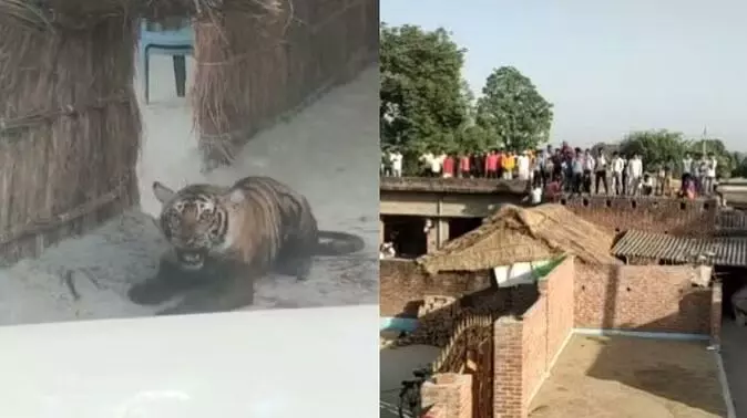 घर में घुसी बाघिन... छतों पर रहे लोग: दहशत में गुजारी रात, 10 घंटे बाद बाहर निकली तो मर गई