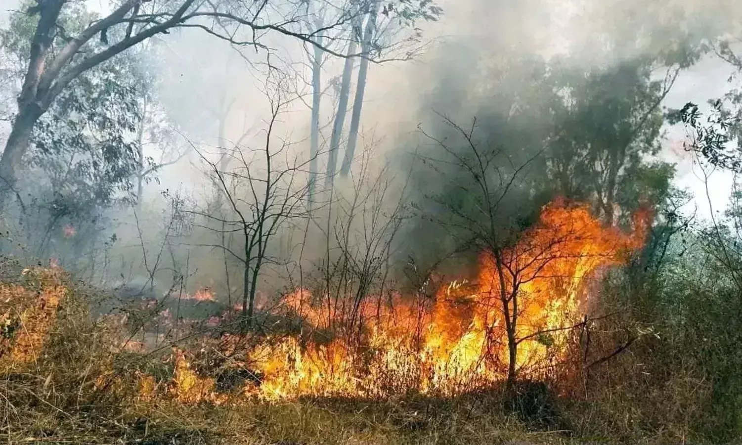 उत्तराखंड: राज्य में एक ही दिन में 78 जगहों पर लगी आग, 647 पहुंचा वनाग्नि का आंकड़ा