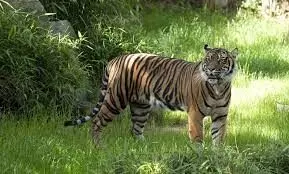 उत्तराखंड एक्सक्लूसिव: टाइगर रिजर्व में बाघों के शिकार का खतरा, WCCB ने जारी किया रेड अलर्ट