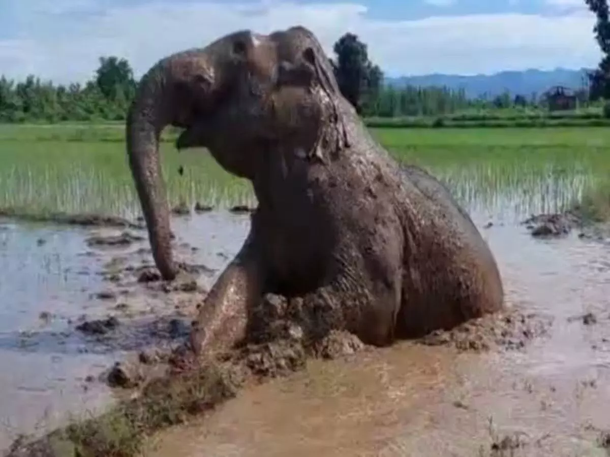 बिजनौर: भागूवाला में दलदल से निकाले गए हाथी की मौत, 16 घंटे की मशक्कत के बाद निकाला गया बाहर