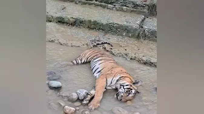 कैसे हुई मौत?:सावल्दे पुल के नीचे मिला बाघ का शव, वन विभाग में मचा हड़कंप