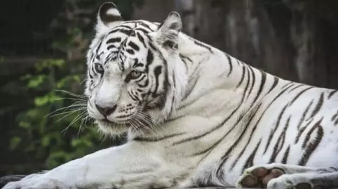 रानी का दबदबा: तराई के जंगलों में तीन बाघिनों पर एक बाघ, रिपोर्ट आई सामने, जानें कहां है संख्या ?