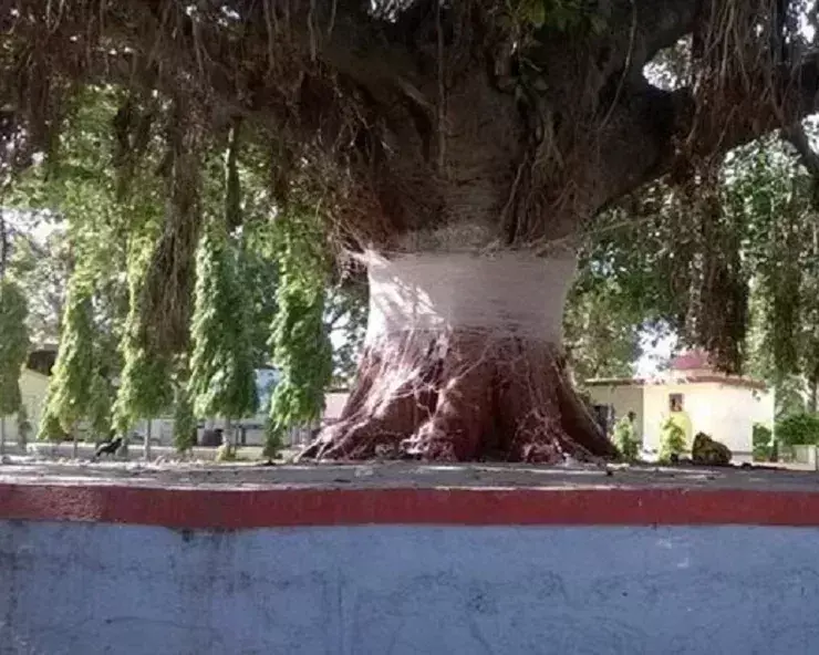 1700 साल पुराना एक ऐसा पेड़ जिसकी हर टहनी पर है पैसे ।