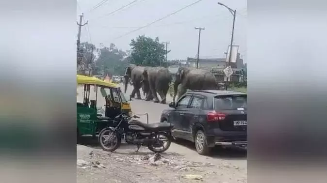 हरिद्वार: अचानक हाईवे पर आ गए तीन हाथी, राहगीरों में मची दहशत, वाहन छोड़कर भागे लोग