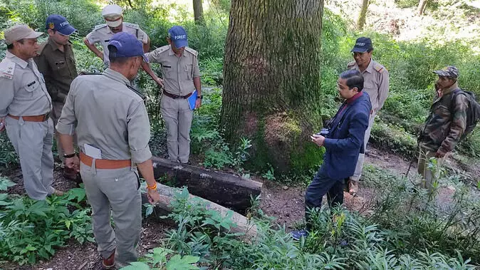 उत्तराखंड: पेड़ों की हत्या कर जंगल में गाड़ दिए थे हथियार, बुलाए गए पेशेवर, अब ढूंढे जा रहे सुराग