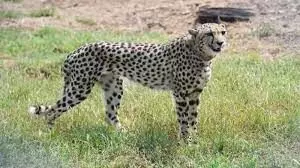 Cheetah in India: सरकार कर रही चीता परियोजना के दूसरे चरण की तैयारी, जानिए परियोजना प्रमुख ने क्या कहा?