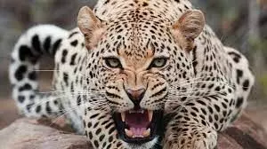 Leopard attacked woman: खेत से घास ला रही महिला पर तेंदुए ने किया हमला, शरीर पर आई गंभीर चोटें