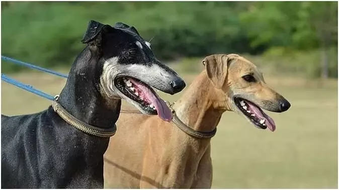 Indian Dog Breeds: पुलिस ड्यूटी में जल्द होगी भारतीय कुत्तों की नस्लों की तैनाती, गृह मंत्रालय का फरमान