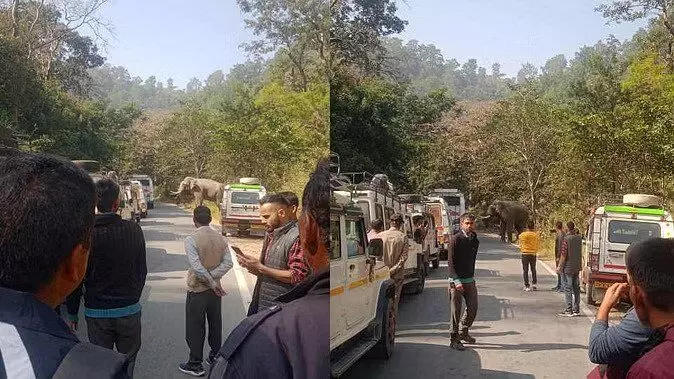 कोटद्वार पौड़ी नेशनल हाईवे पर आ धमका हाथी, राहगीरों में मची अफरा-तफरी, लगा लंबा जाम