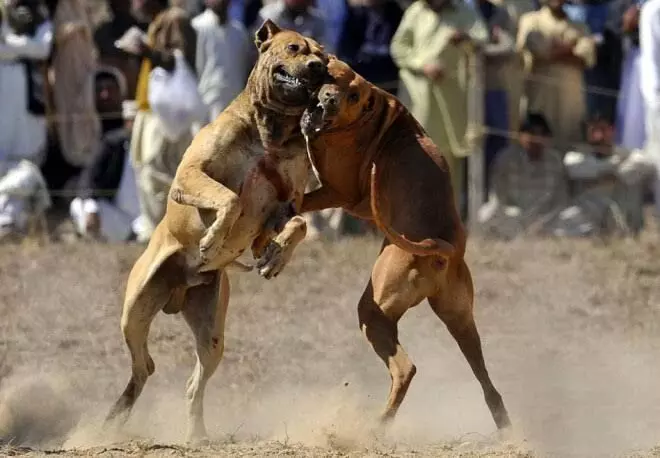 सोशल मीडिया पर फेमश होने के लिए पिटबुल कुत्ते से अन्य कुत्तों को लड़वाकर बनाई रील, 3 पर एफआईआर