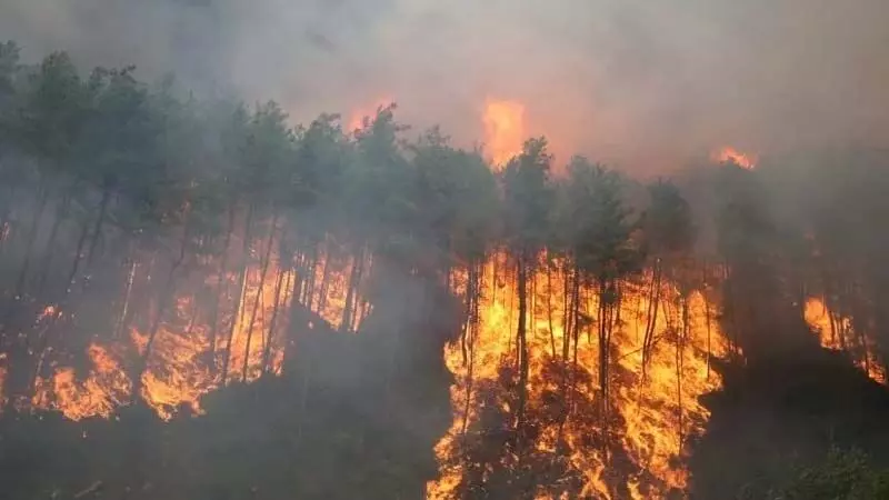 उत्तराखंड सरकार भड़की जंगल की आग को नियंत्रित करने के लिए हटाएगी पिरुल