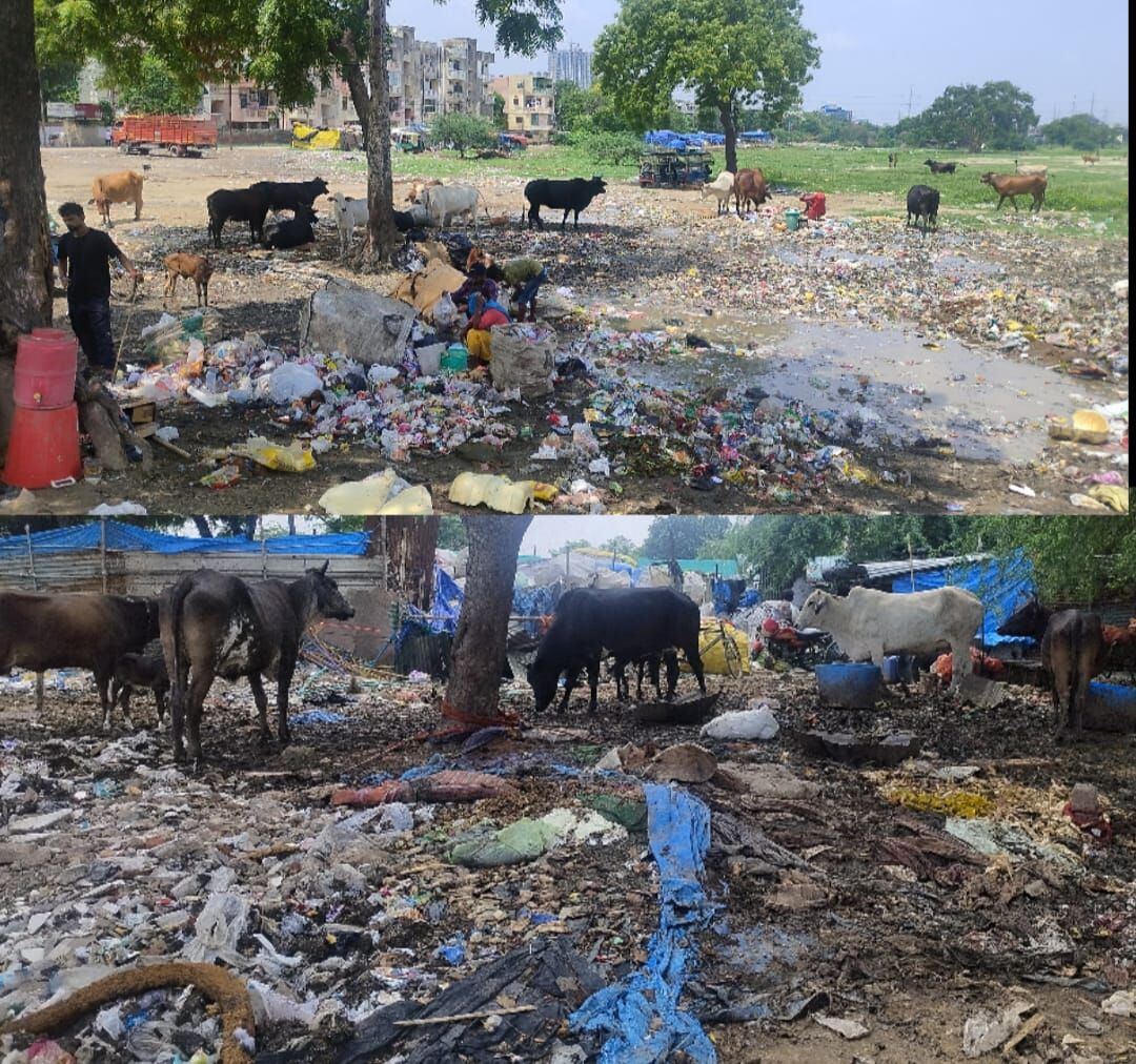 विजयनगर में गोवंश सड़कों पर कूड़ा कचरा खाने को विवश! जन अधिकार मोर्चा ने दी नगर निगम मुख्यालय पर धरना प्रदर्शन शुरू करने की चेतावनी