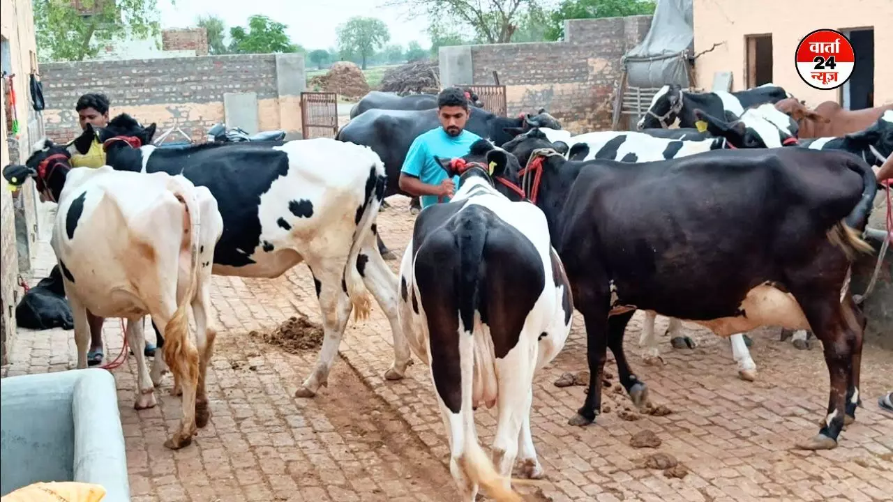 महाराष्ट्र सरकार ने स्वदेशी गाय को राजमाता-गौ माता का दिया दर्जा